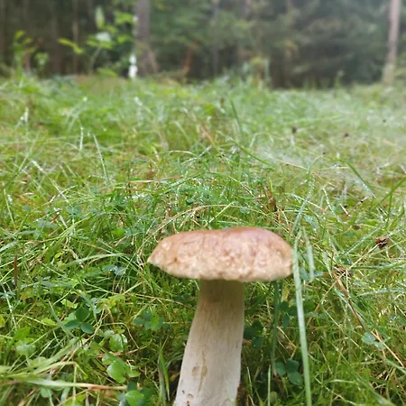 U Golebiewskich Chromiec (Lower Silesia)
